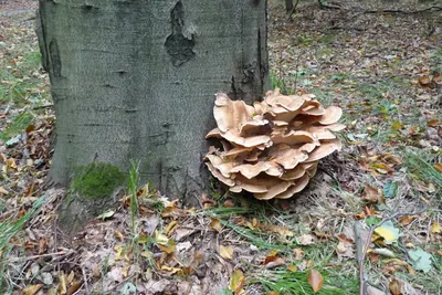 Szlaki Lasów Miejskich Krakowa - Uroczysko Tyniec (dojście)