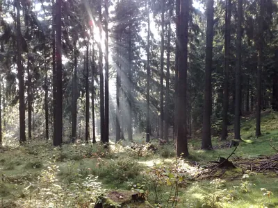[Č] Javorník - Hodkovice nad Mohelkou