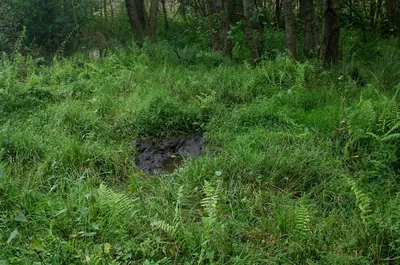Rezerwat Kolno Międzychodzkie - Kobylarnia