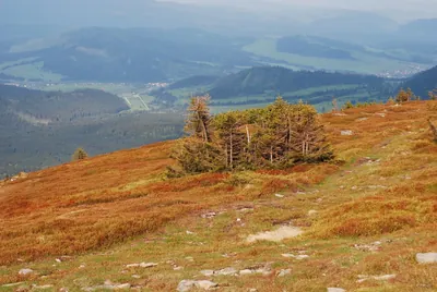 Przełęcz pod Beskidem Krzyżowskim - Góra Pięciu Kopców