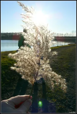 P■ (Nagykálló)