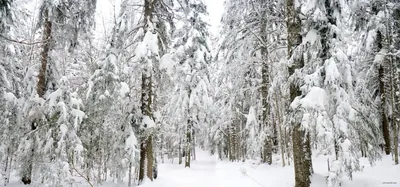 Pot du Loup