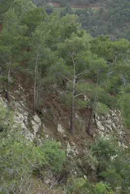 Μονοπάτι της φύσης Παχύαμμος