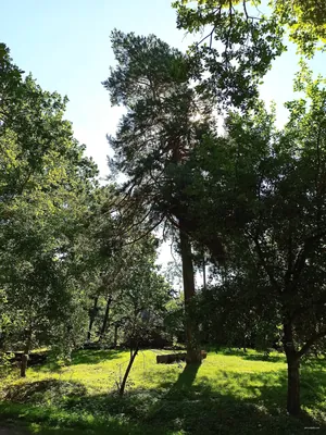 Nordic Walking Lasu Prudnickiego