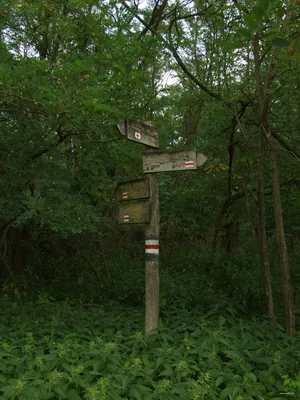 P+ (Esztergom, Kerek-tó – Búbánat-völgy – Esztergom, Búbánatvölgy am.)