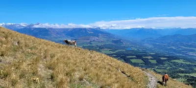 Plateau de Bayard