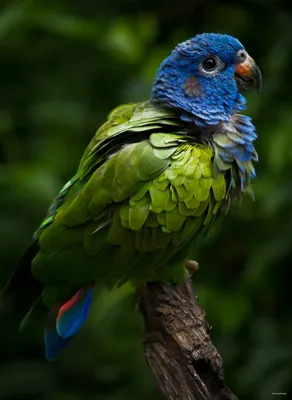 Senda Verde