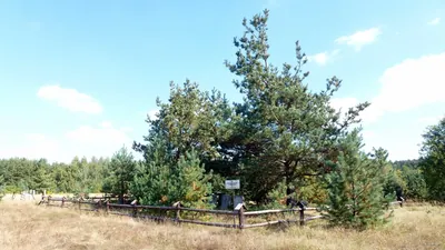 Czarna Perła