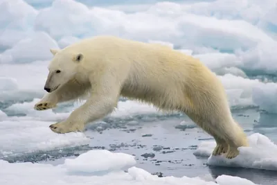 L'Ours