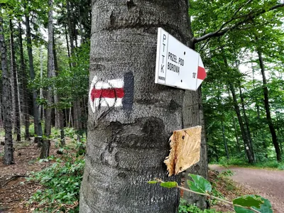 Rozdroże pod Borową – Przełęcz Szypka