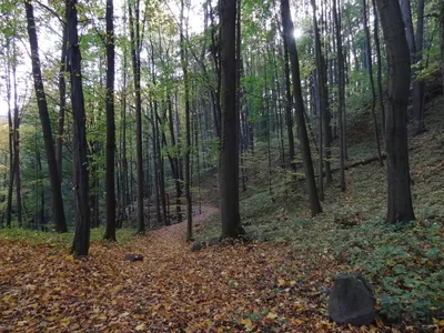 odbočka k vyhlídce