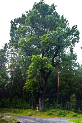 Trail podél Černého potoka