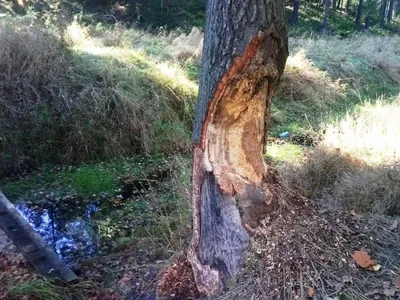 Ścieżka przyrodnicza po Puszczy Dulowskiej