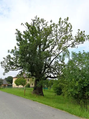 6201 Podgruň - Guty (Rucki, BUS)