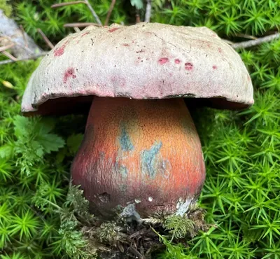 Pylone