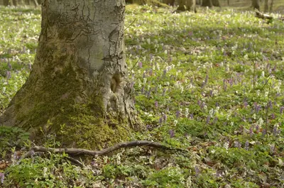 Maximus Singletrack