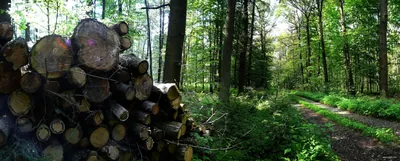 Czarny szlak Stara Huta - Łaziska Górne