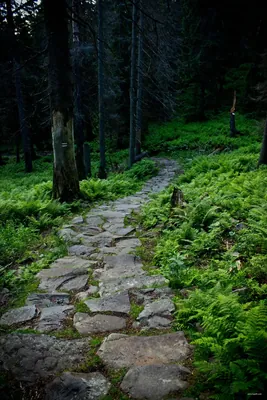 Kozienice - nordic walking czerwony
