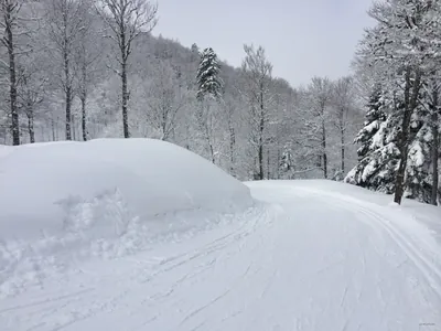 Piste Bleue du Grand Tétras