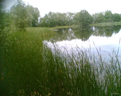 Łącznik Palmirski