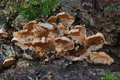 Szlak spacerowy "Kolonia Górnicza Murcki"