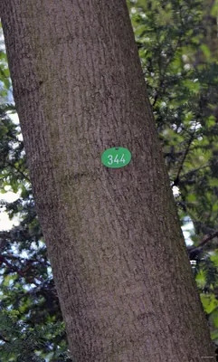 344