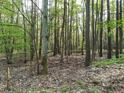Jeziory - Puszczykowo
