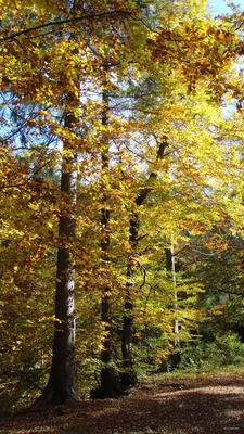 Wisła Czarne - Przysłop