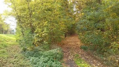 Szlak pieszy żółty