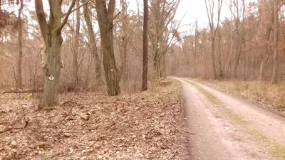 Wielkopolska Droga św. Jakuba