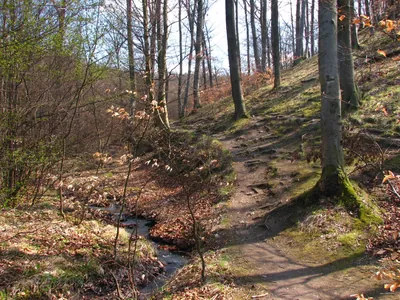 S+ (Kisinóci th. – Nagybörzsöny)