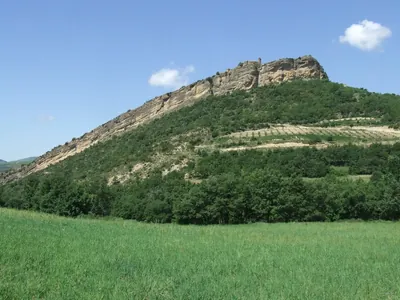Pleta verda