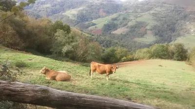 Ruta del bosque de Cea
