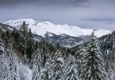La Cabane