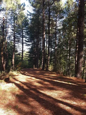 Le Rieu - Lafont