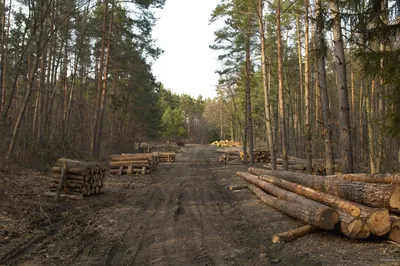 Przełęcz Książnicka - Szczytna