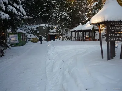 Zielona Głuszyca