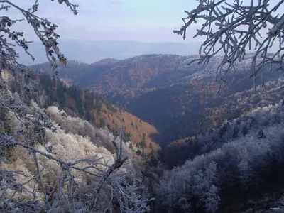 Tarnów - Wielki Rogacz
