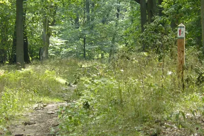 Wolność jest w naturze