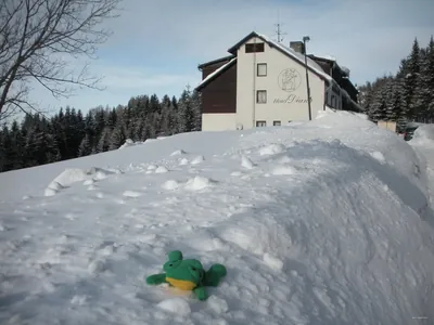 Liška