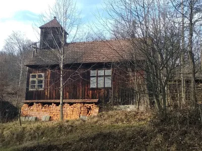 Cisy Raciborowskiego