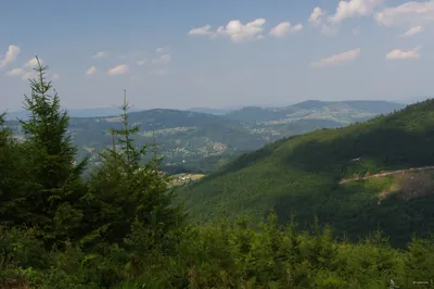 Sokolica