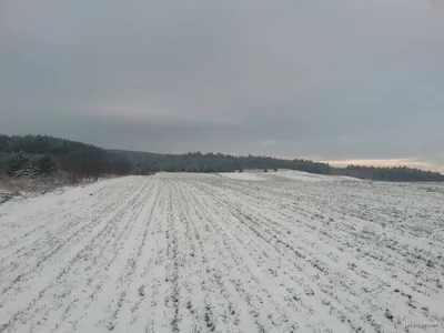 Brzeźno - Złota Góra