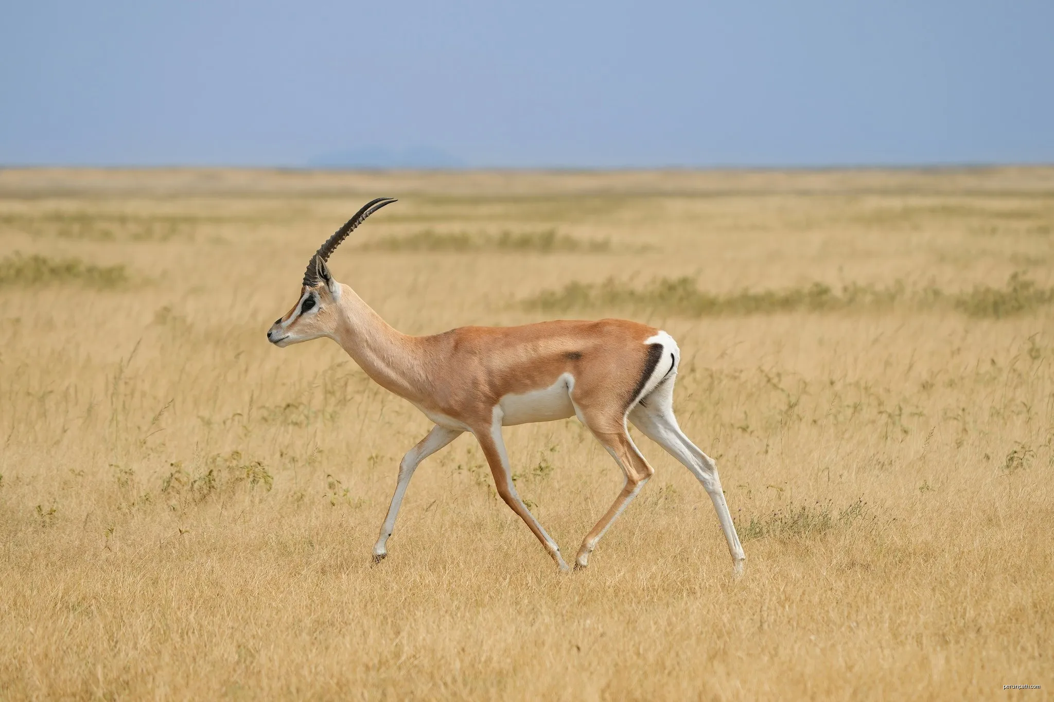 Serengueti