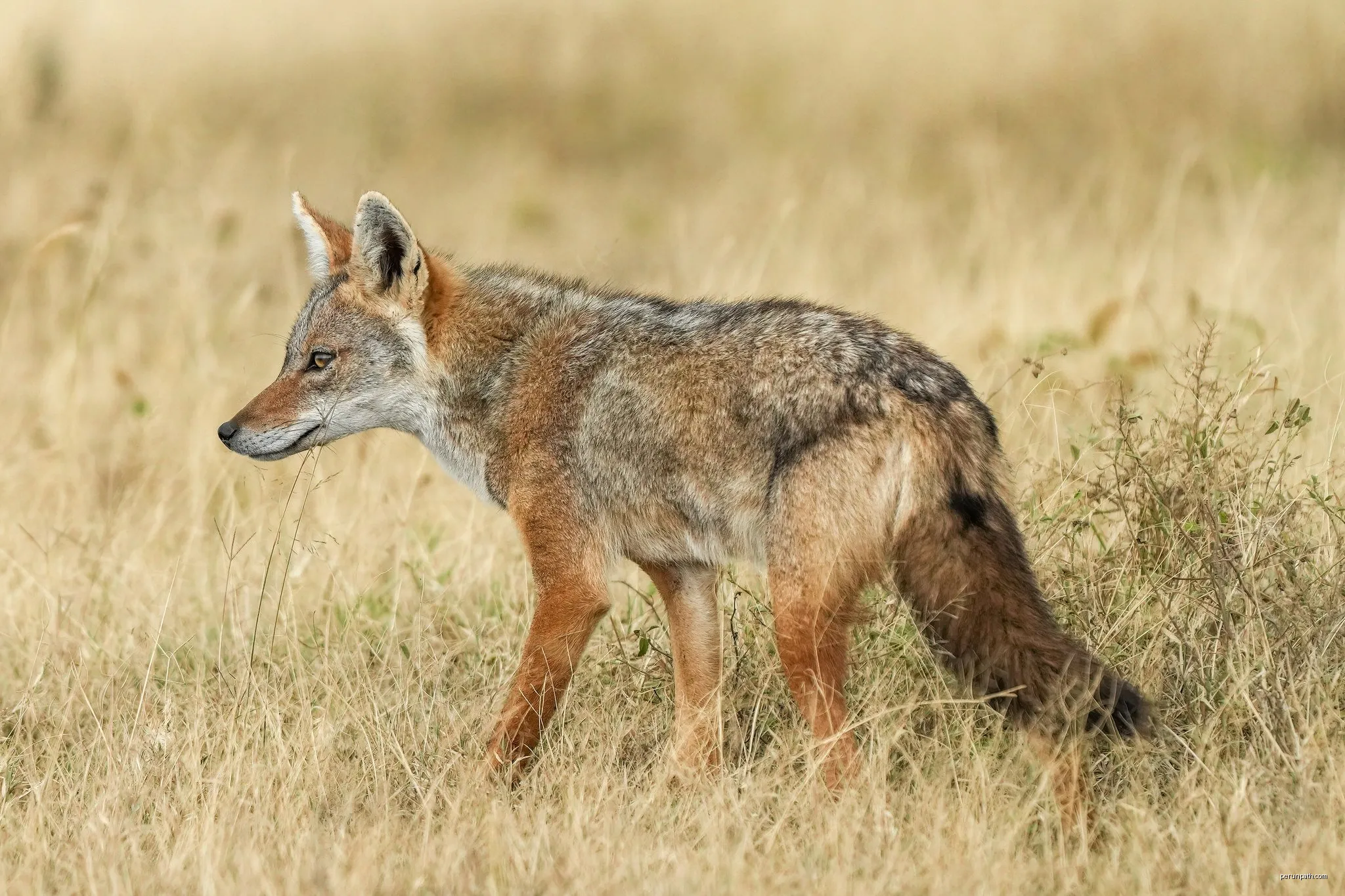 Serengueti