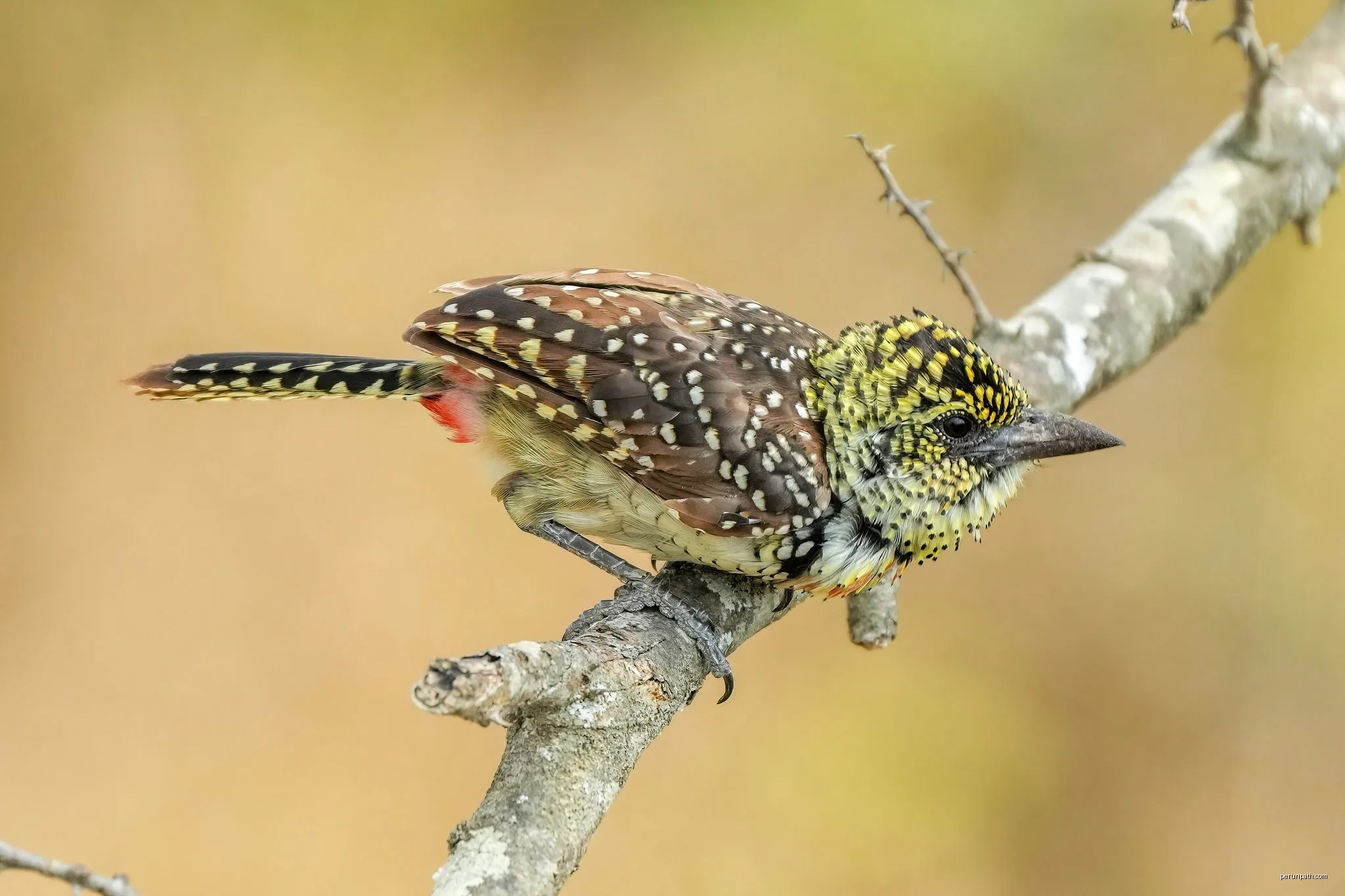 Serengueti
