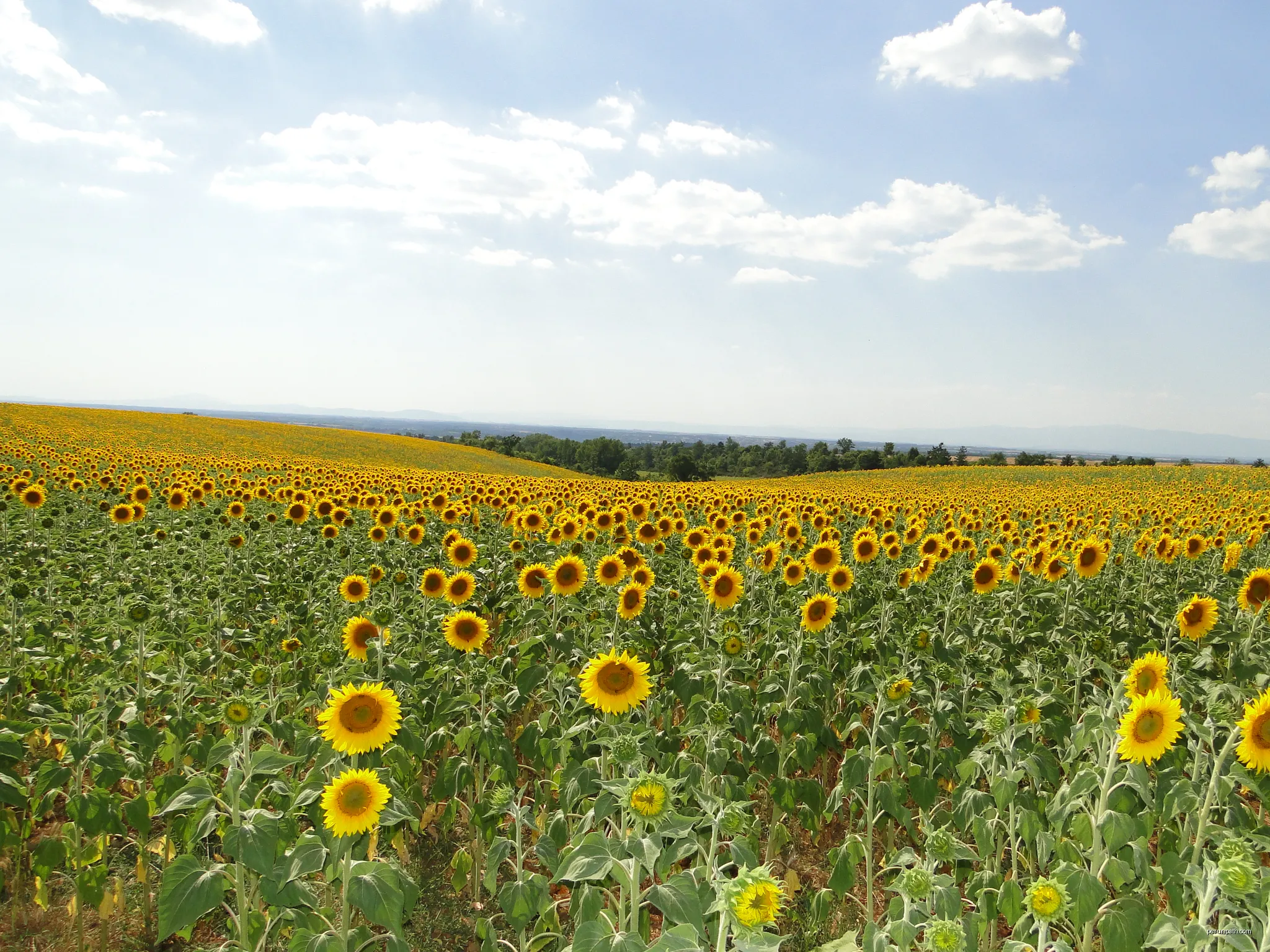 Tour des Balcons du Verdon et Plateau de Valensole