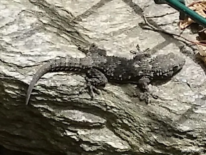 Mauergecko (Tarentola mauritanica) am 21.6.2016 an der Côte d’Azur | Autor: Slimguy | Licencja: CC BY-SA 4.0 | Źródło: Wikimedia Commons