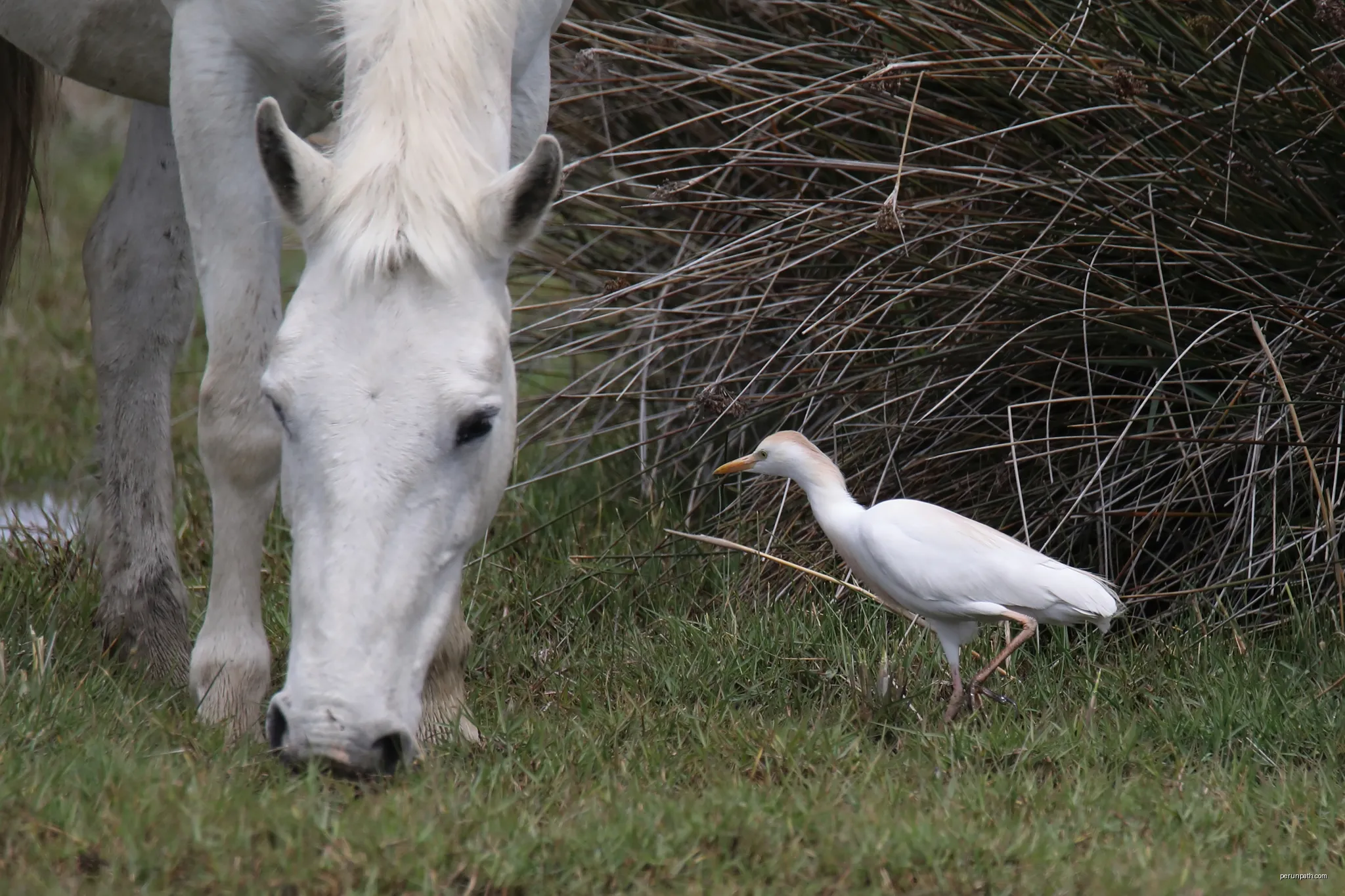 20170424 074 Camargue Koereiger | Autor: Jac. Janssen from Baarlo lb, NL | Licencja: CC BY 2.0 | Źródło: Wikimedia Commons