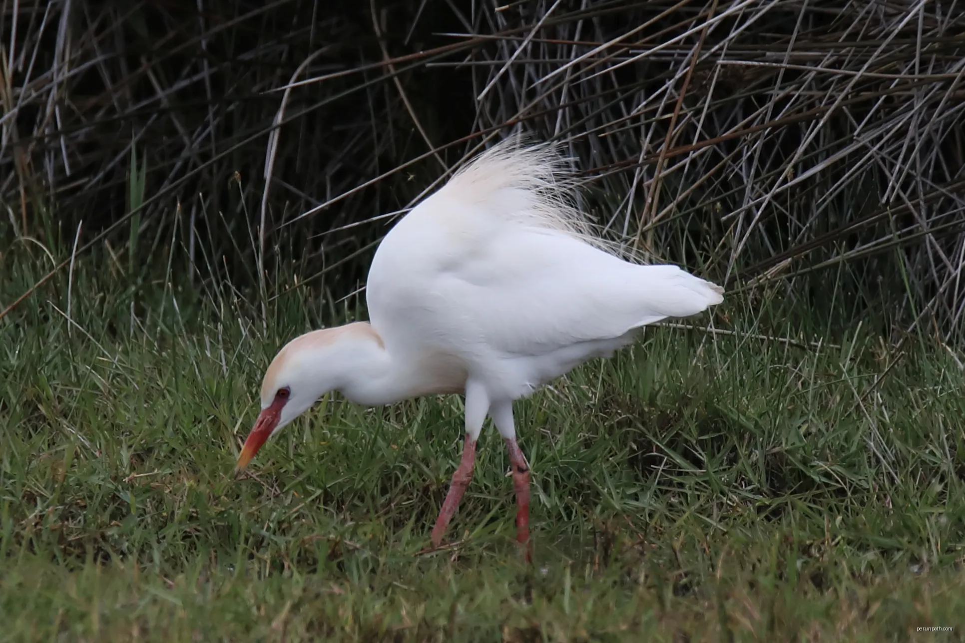 20170424 077 Camargue Koereiger | Autor: Jac. Janssen from Baarlo lb, NL | Licencja: CC BY 2.0 | Źródło: Wikimedia Commons